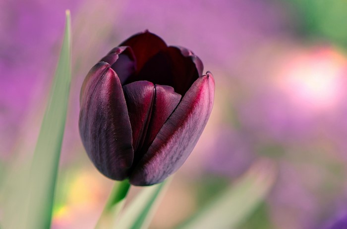 Dark red tulip flower closeup