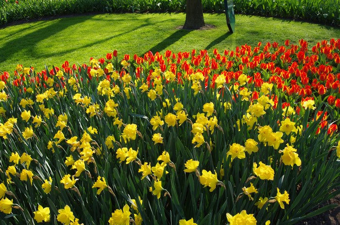Daffodils and Tulips in Keukenhof Gardens, Netherlands
