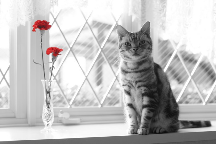 Cat and red flowers on a windowsill