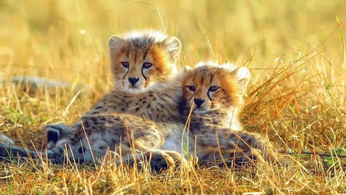 Two Cheetah Cubs Resting in Dry Grass