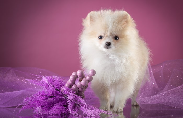 Fluffy white Pomeranian puppy with purple flowers