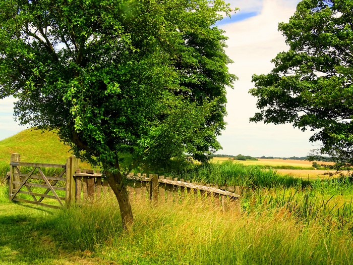 Wooden gate and fence in a grassy field with trees