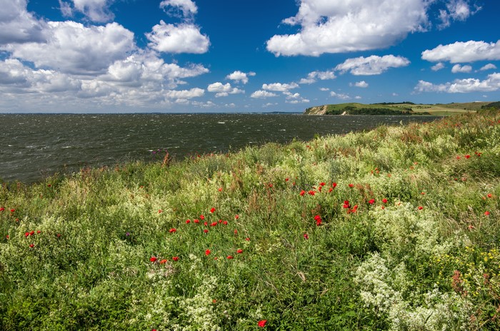 Poppies on a grassy coast under a cloudy sky in Thiessow, Germany