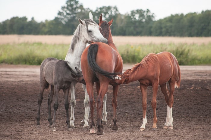 Three horses and two foals in a field