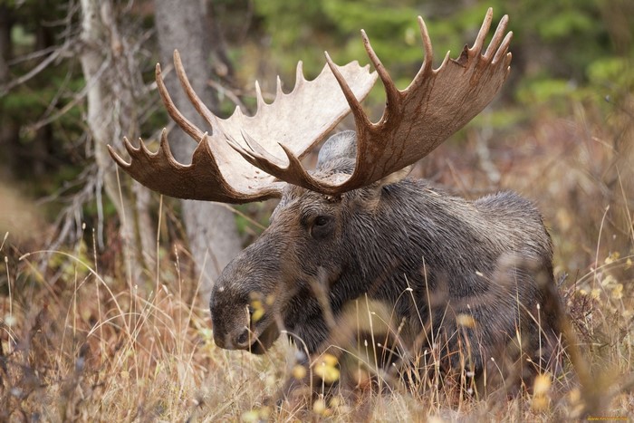 Bull Moose with large antlers in tall grass