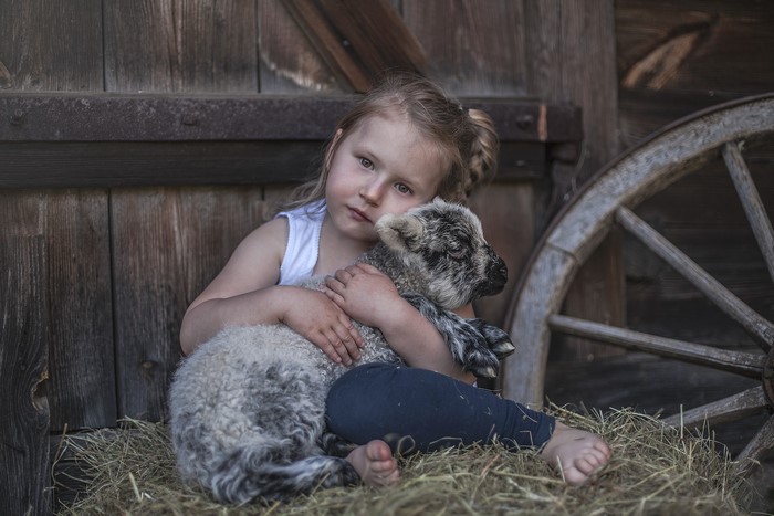 Girl hugging a lamb in a barn