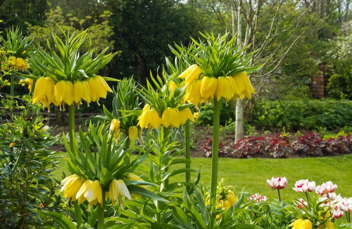 Yellow Fritillaria imperialis flowers in a garden