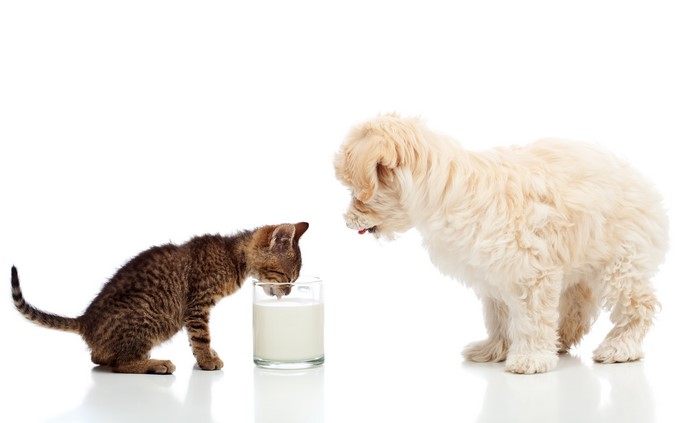 Kitten and puppy drinking milk from a glass
