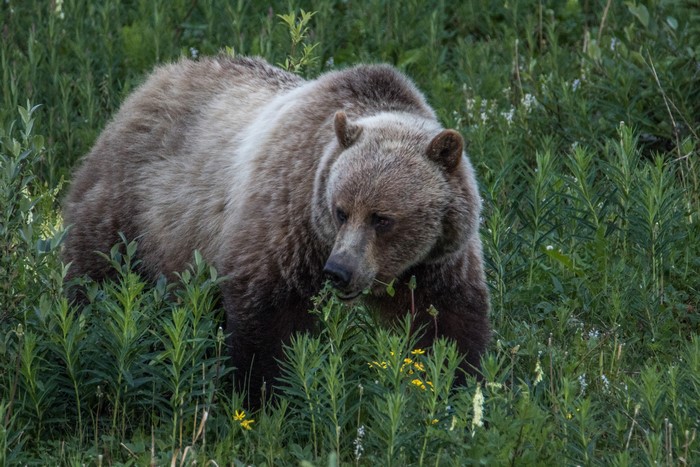 Brown bear walking through tall green grass