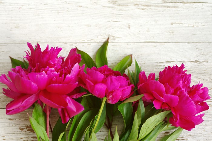 4K Pink Peonies on White Wood Planks
