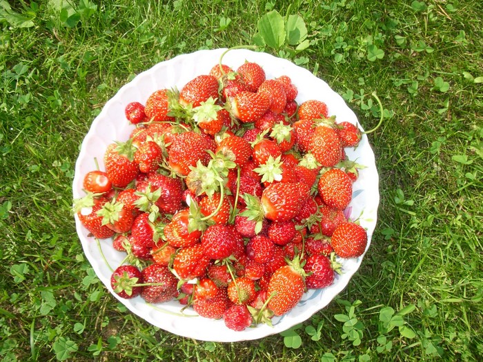 Bowl of Strawberries on Grass