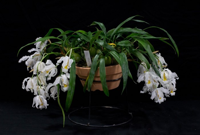 White orchids in a terracotta pot on a stand