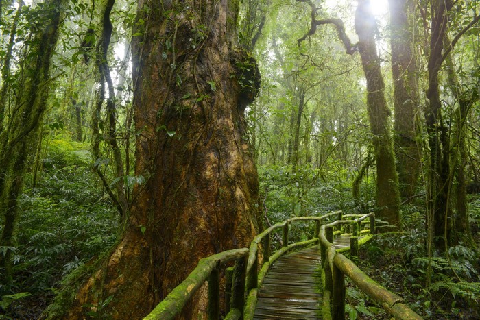 Wooden boardwalk through a mossy jungle with a large tree