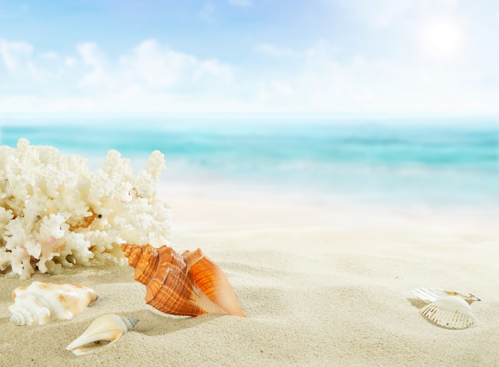 Seashells and coral on a sandy beach with ocean background