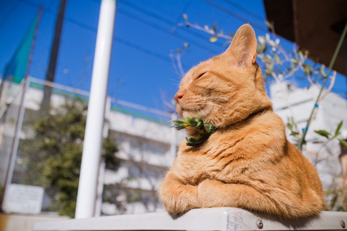 Ginger cat with green collar sitting outdoors