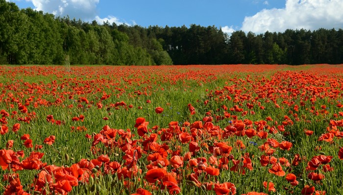 Field of red poppies with a forest background