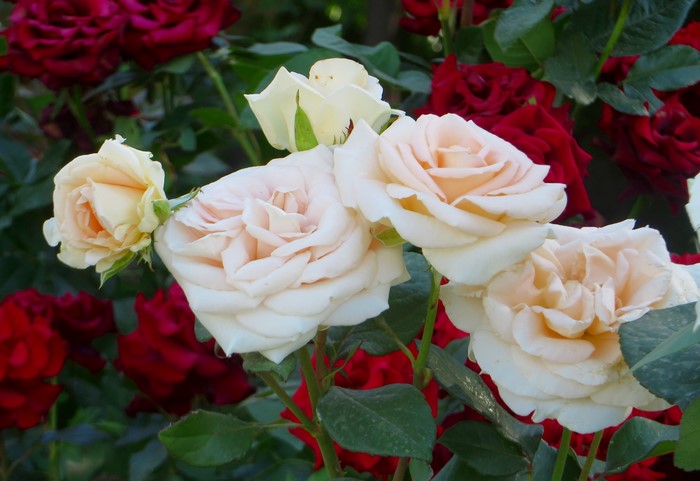 Close-up of pale pink and cream roses with red roses in the background