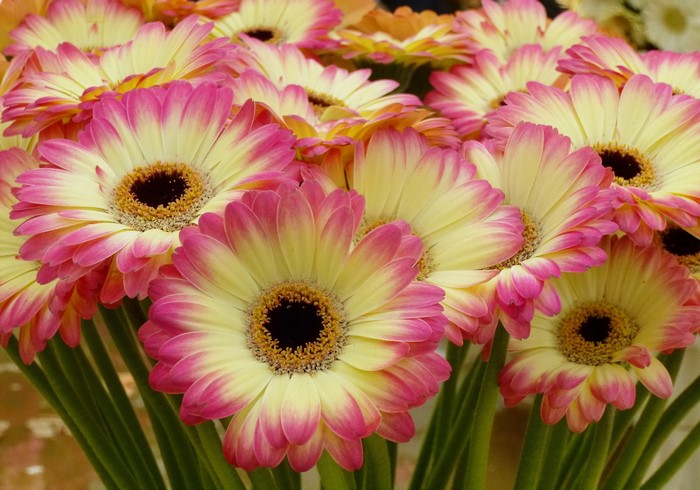 Close-up of pink and yellow Gerbera daisies
