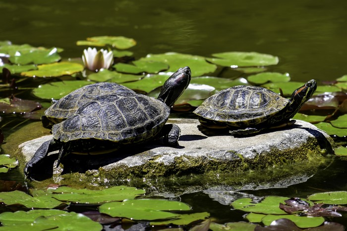 Three turtles on a rock in a pond with lily pads