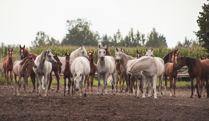 A herd of horses and foals in a muddy field