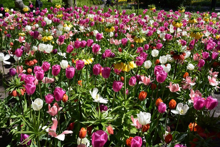 Keukenhof Gardens with Tulips and Fritillaria