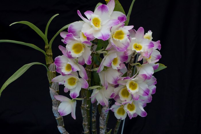 4K Orchid with Purple and Yellow Centers on Black Background