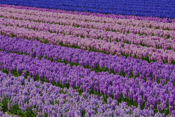 Rows of colorful hyacinth flowers in a field