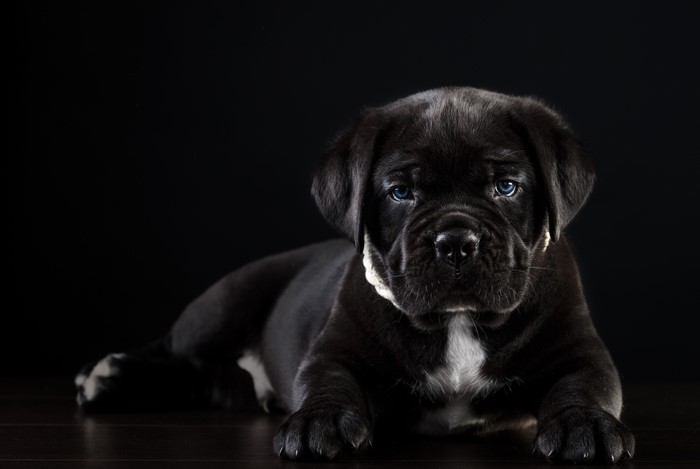 Black Cane Corso puppy with blue eyes