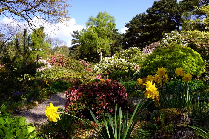 Lee Gardens United Kingdom Daffodils and Rhododendron