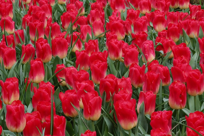 Field of Red and Yellow Tulips
