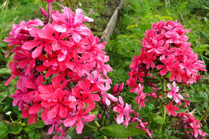 Pink Phlox flowers in a garden