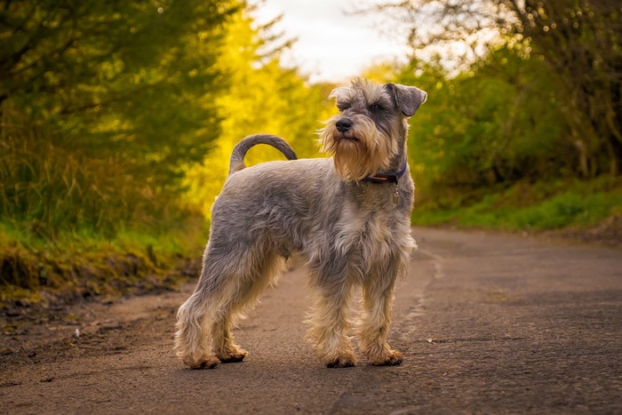 Schnauzer dog standing on a road
