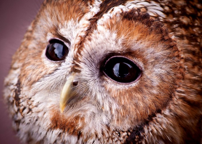Closeup Of A Tawny Owl S Face Hd Wallpaper Rare Gallery
