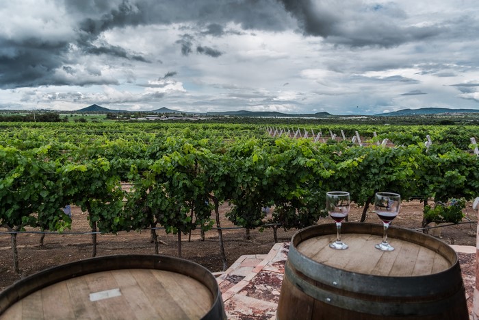 Vineyard in Ezequiel Montes, Mexico with Wine Barrels
