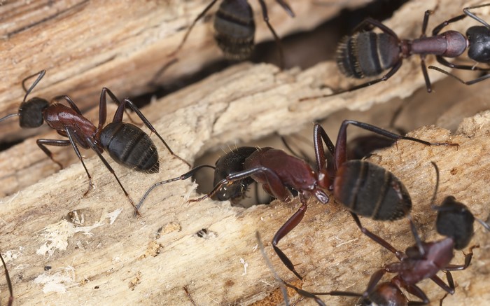 Close-up of ants on wood