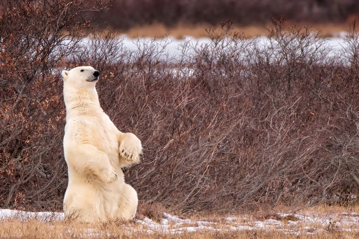 Polar bear standing on hind legs in front of bushes