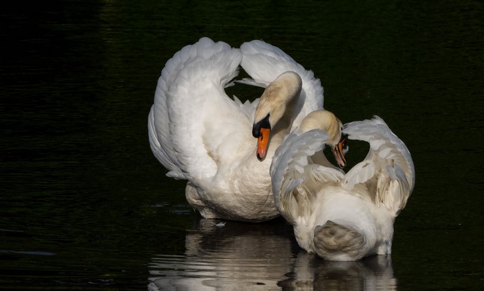 Two swans in dark water