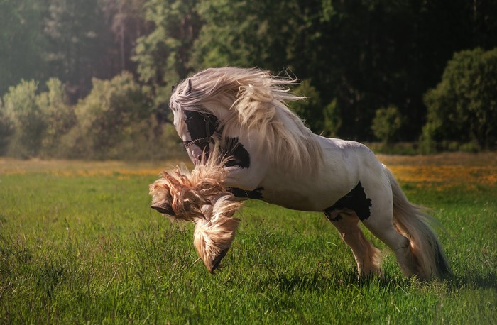 A pinto horse with a long mane running in a grassy field