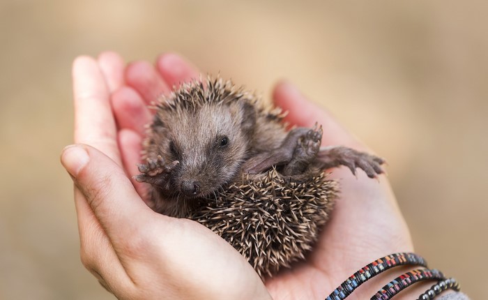 Tiny hedgehog held in cupped hands