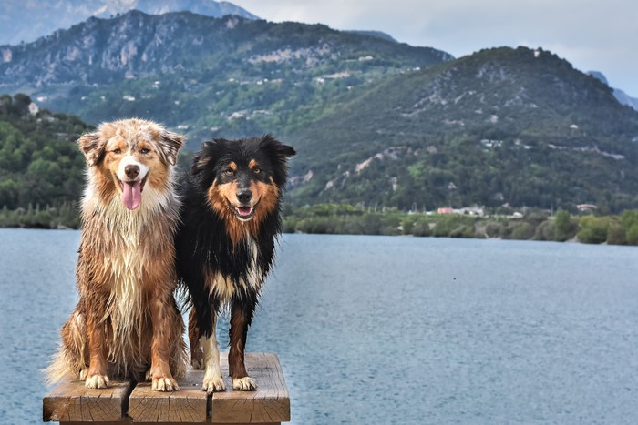 Two wet Australian Shepherd dogs sitting on a wooden platform by a lake