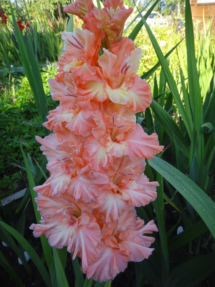 Close-up of a blooming pink Gladiolus flower stalk