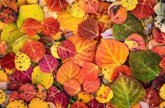 Autumn Aspen Leaves Texture