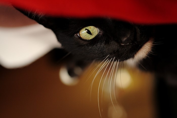 Close-up of a black cat's green eye and whiskers