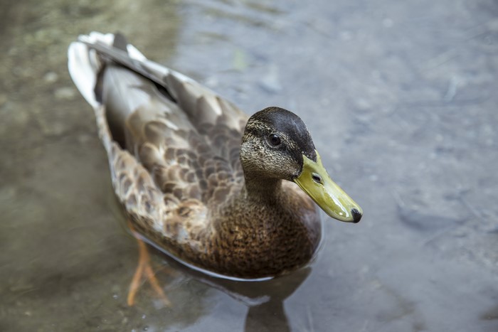 Duck swimming in water