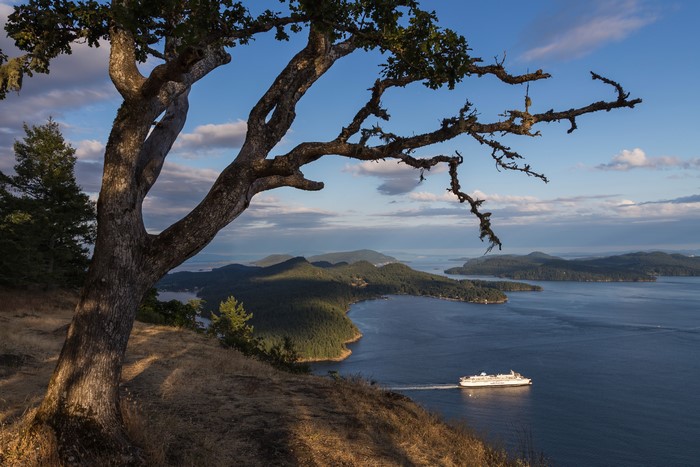 Ferry sailing past islands with a tree in the foreground