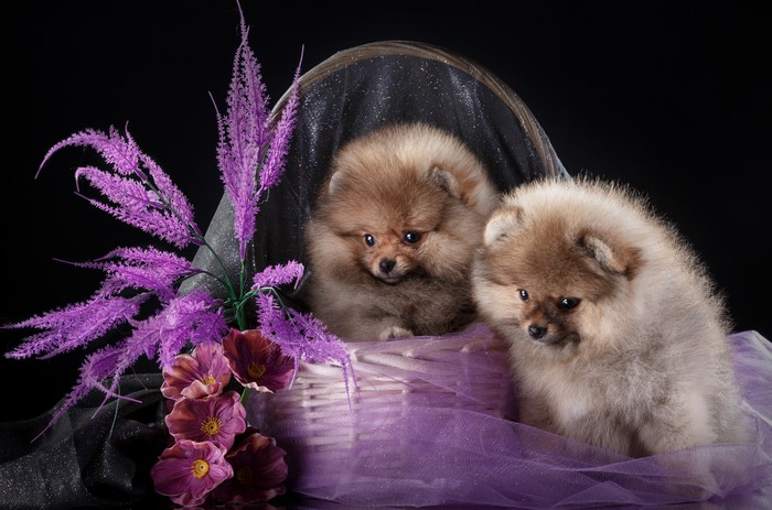 Two Pomeranian puppies in a wicker basket with flowers