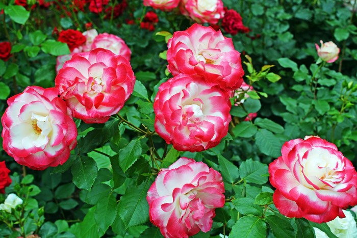 4K Roses Closeup
