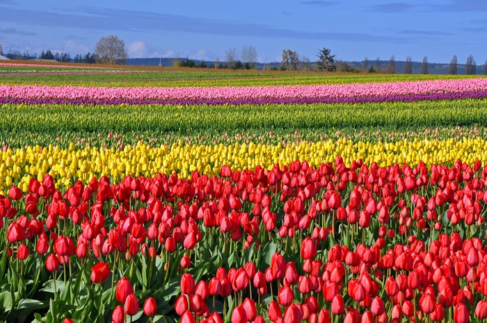 Fields of Tulips in Rows