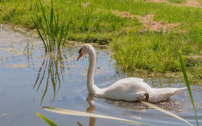 White swan swimming in a pond with green grass
