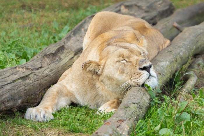 Lioness sleeping on logs in grassy area